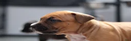American Staffordshire Terriër honden te koop: Prachtige nestje amstaff pups - Advertentie 26