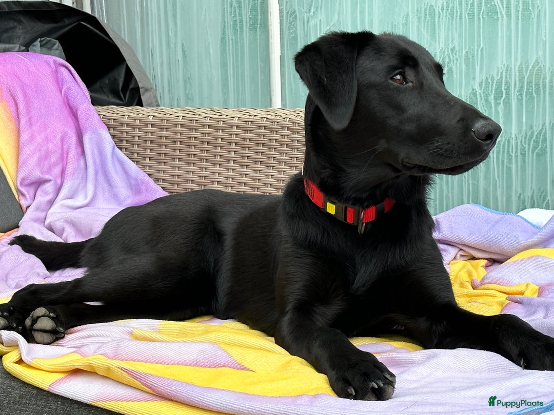 Labrador Field Trail X Border Collie Kruising te koop in