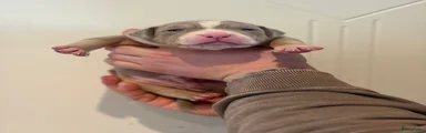 Amerikaanse Bully 2