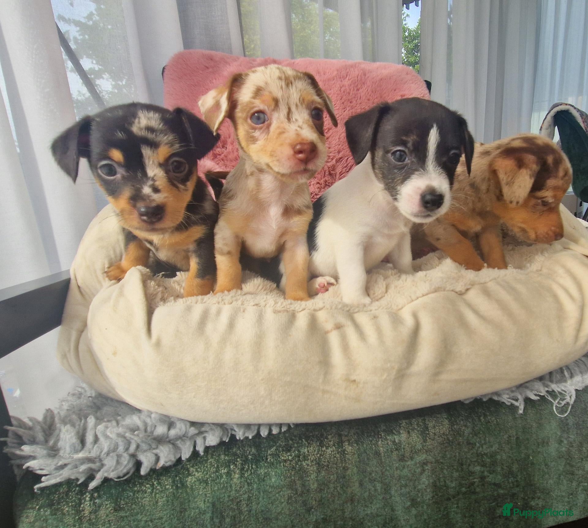 Jack Russel Terriër honden Mini merle jackrussels - Advertentie 1