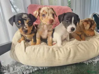 Jack Russel Terriër honden Mini merle jackrussels - Advertentie 1