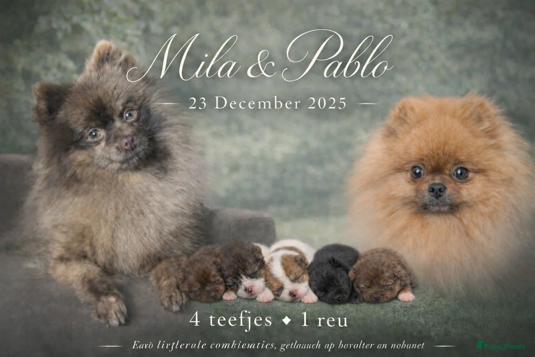 Pomeriaan honden te koop: Alle pups zijn gereserveerd ❤️ - Advertentie 8