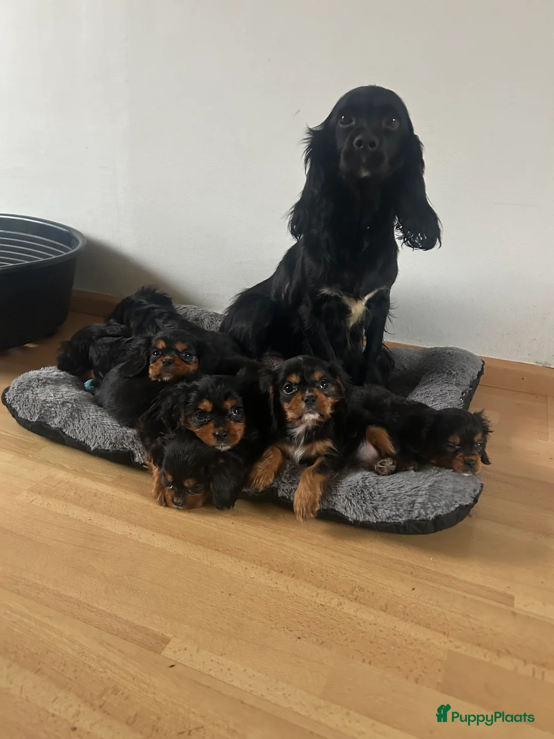 Cavalier King Charles Spaniel honden te koop: Prachtige Cavelier King Charles pups - Advertentie 9