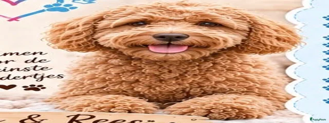 Reed