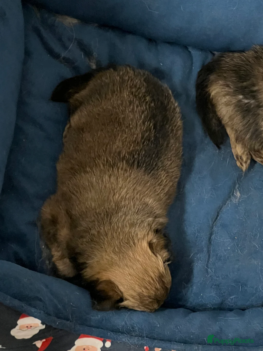 Pomchi honden te koop: Lieve Pomchi pups - Advertentie 12