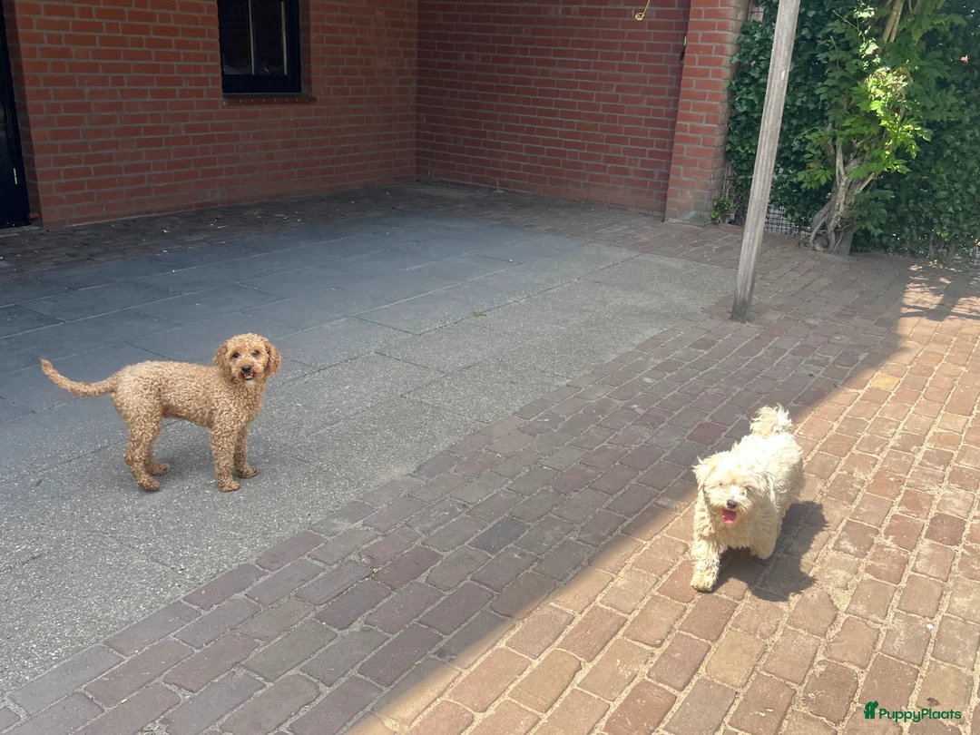 Maltipoo honden te koop: Maltipoo (Maltezer x Poedel) pups - Advertentie 25