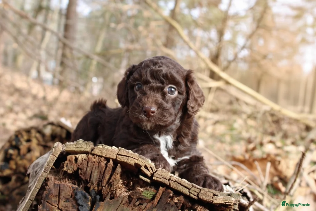 Maltipoo honden te koop: Hele lieve Maltipoo puppy’s 🩷 - Advertentie 17