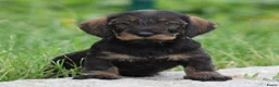Ruwhaar Teckel honden te koop: Teckel pups ruwhaar - Advertentie 9