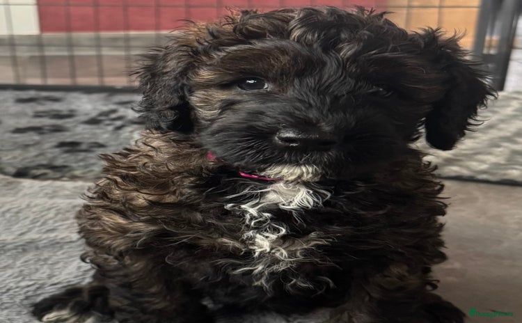 Australian Labradoodle honden - Advertentie 13