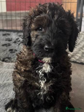 Australian Labradoodle honden - Advertentie 1