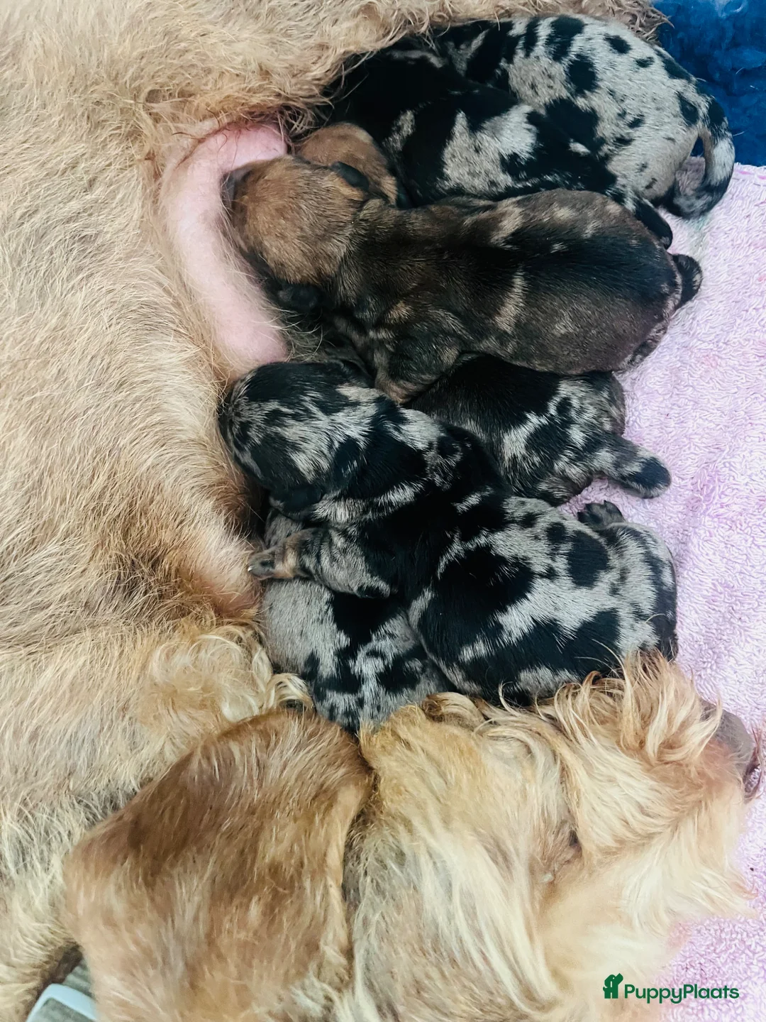 Ruwhaar Teckel honden te koop: De liefste getijgerde ruwharige teckel pups - Advertentie 1