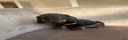 Teckel (korthaar)  honden te koop: Dwergteckel korthaar pupjes  in Amsterdam - Advertentie 5