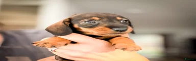 Ruwhaar Teckel 4