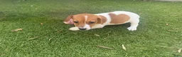 Jack Russel Terriër honden te koop: Jack Russell pups – 2 reutjes & 2 teefjes - Advertentie 15