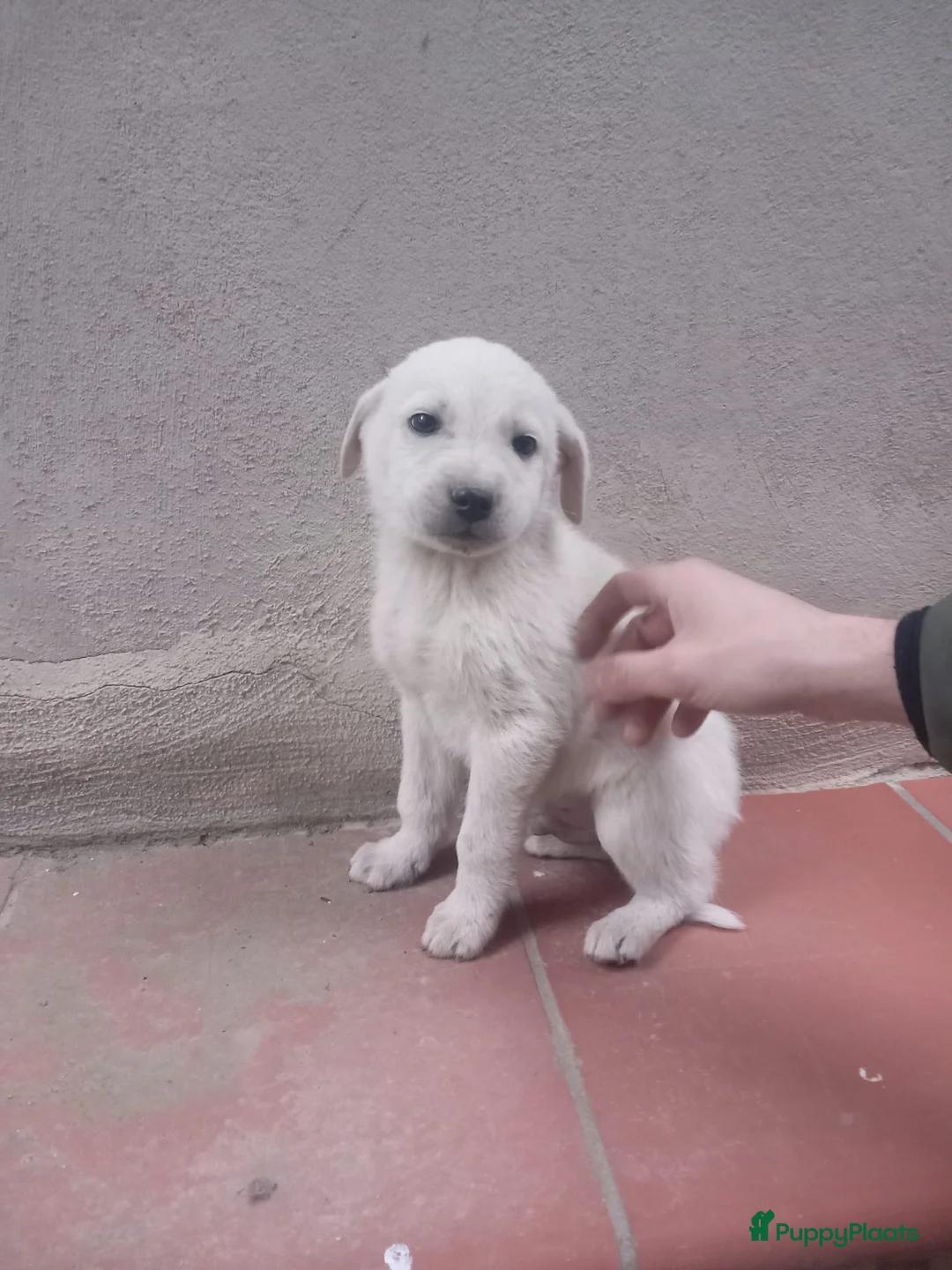 Kruising honden te koop: Orso zoekt baasje  - Advertentie 4