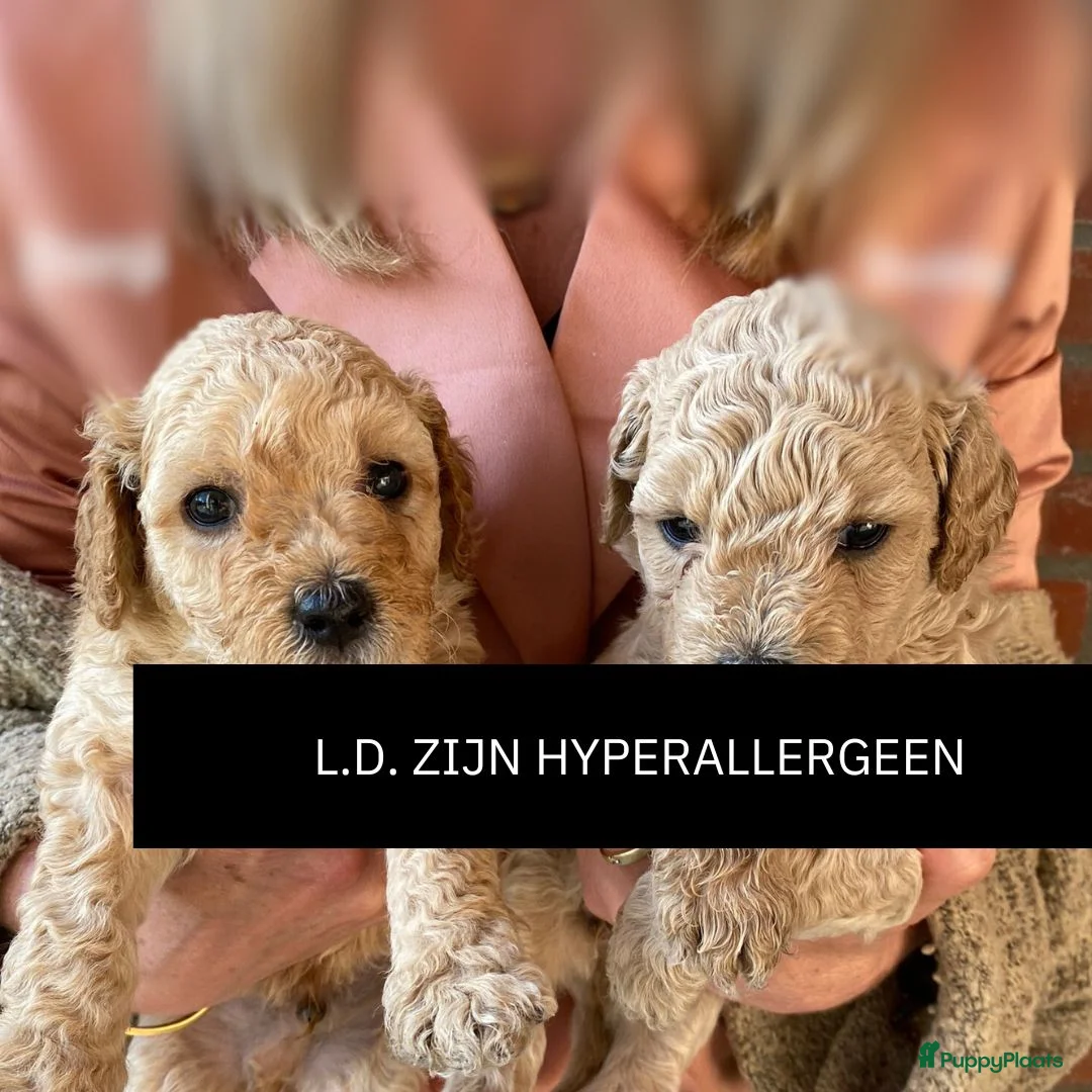 Kruising honden te koop: WACHTLIJST: Labradoodle × Australian Labradoodle - Advertentie 6