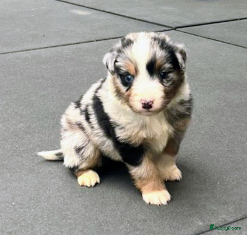 Australian Shepherd honden Super leuke Ausie pups - Advertentie 2