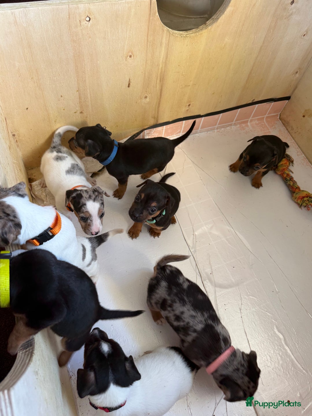 Jack Russel Terriër honden te koop: Jack Russel Pups - Advertentie 4