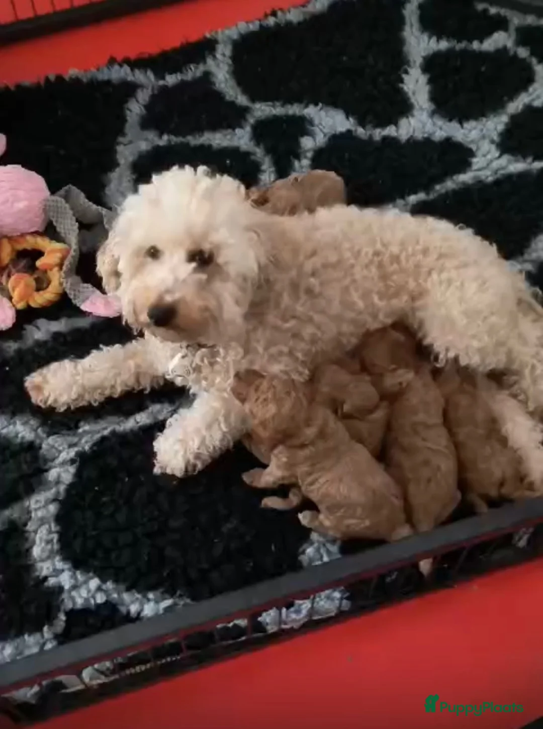Kruising honden te koop: Toy/dwergpoedel pups  - Advertentie 15