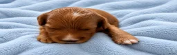 Australian Labradoodle honden te koop: te koop Australian Labradoodle minie - Advertentie 6