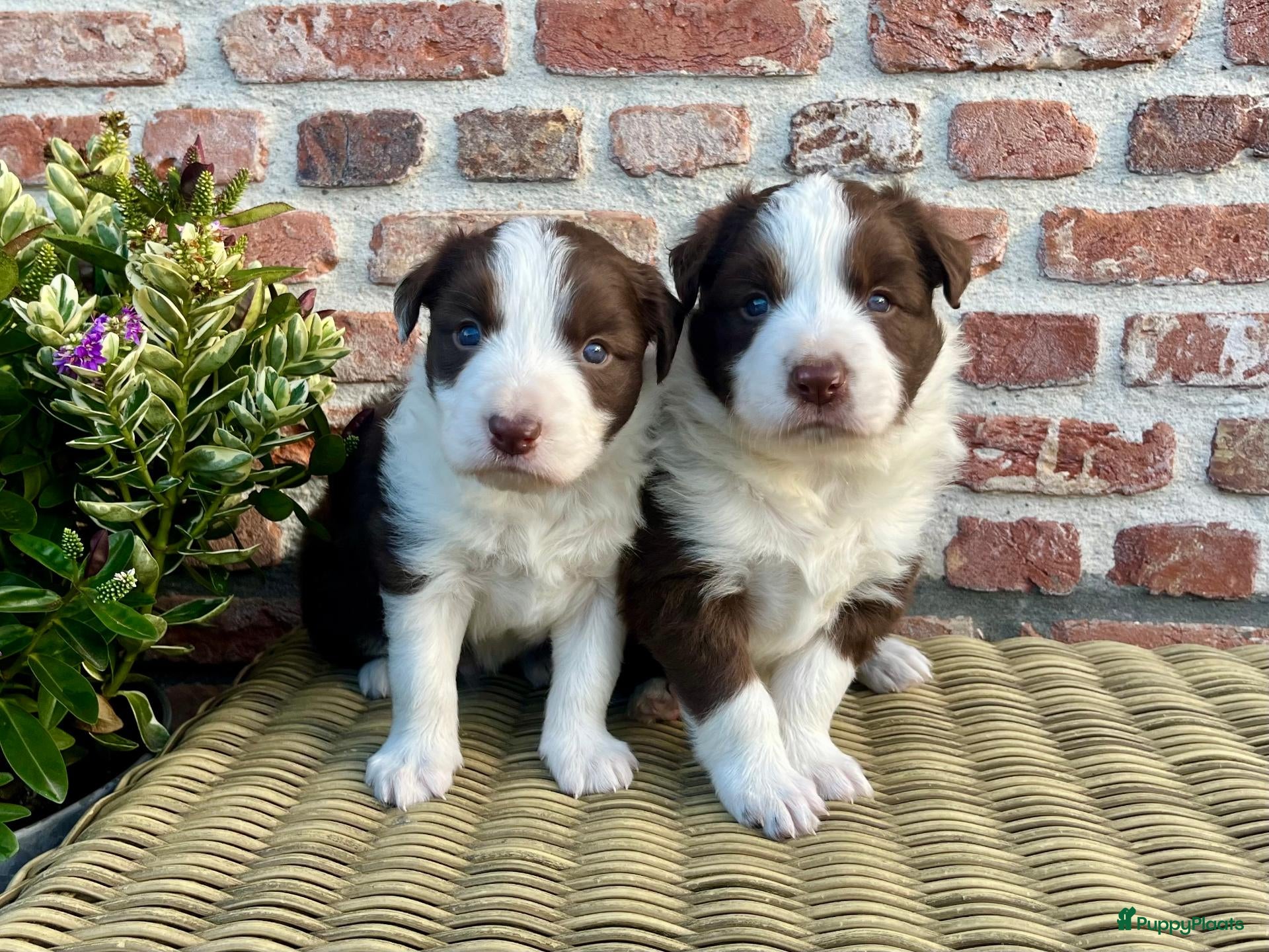 Border Collie honden Border collie pups met FCI stamboom - Advertentie 3