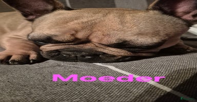 Kruising honden - Advertentie 14