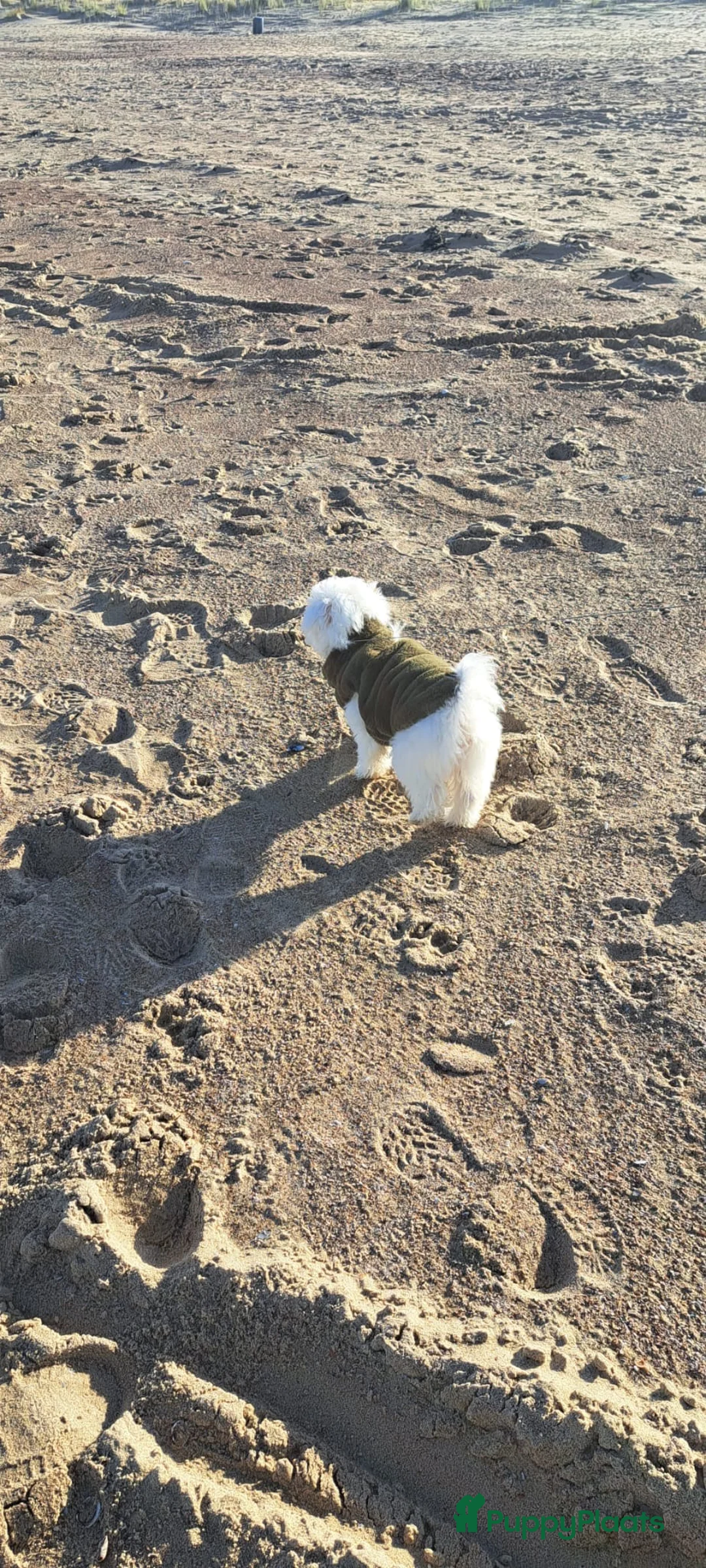 Maltezer honden te koop: Maltezer Pamy in Breskens - Advertentie 3