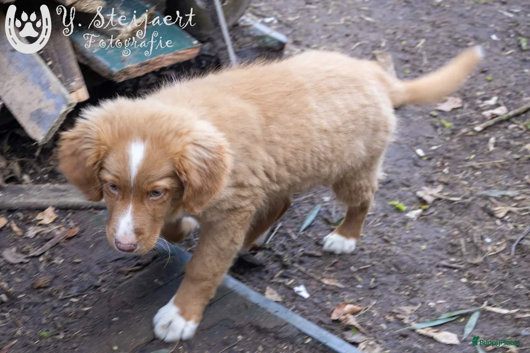 Nova Scotia Duck Tolling Retriever honden te koop: toller pups, beide ouders zijn hier aanwezig in Baarle-Nassau - Advertentie 3