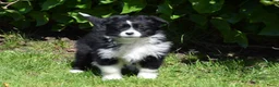 Miniature American Shepherd honden te koop: Miniature American Shepherd puppy (10 weeks)  in Diemen - Advertentie 5