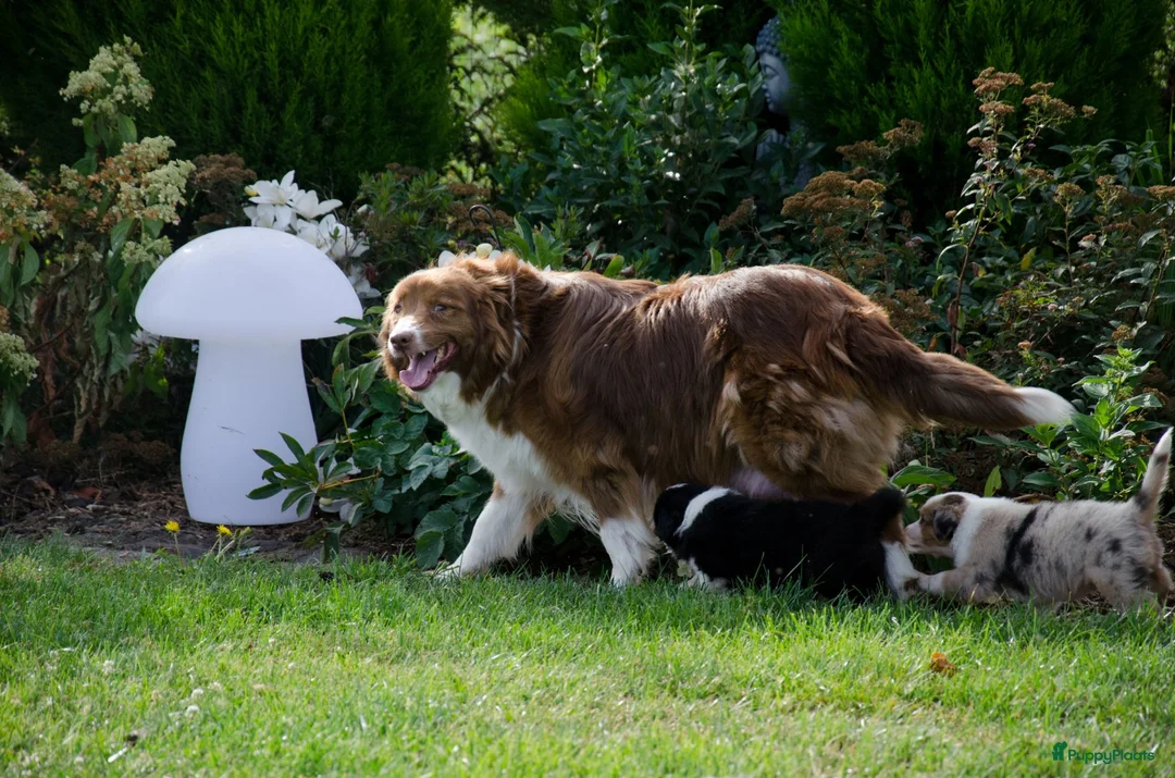 Border Collie honden te koop: Border collie geboren op boerderij (BE) - Advertentie 17