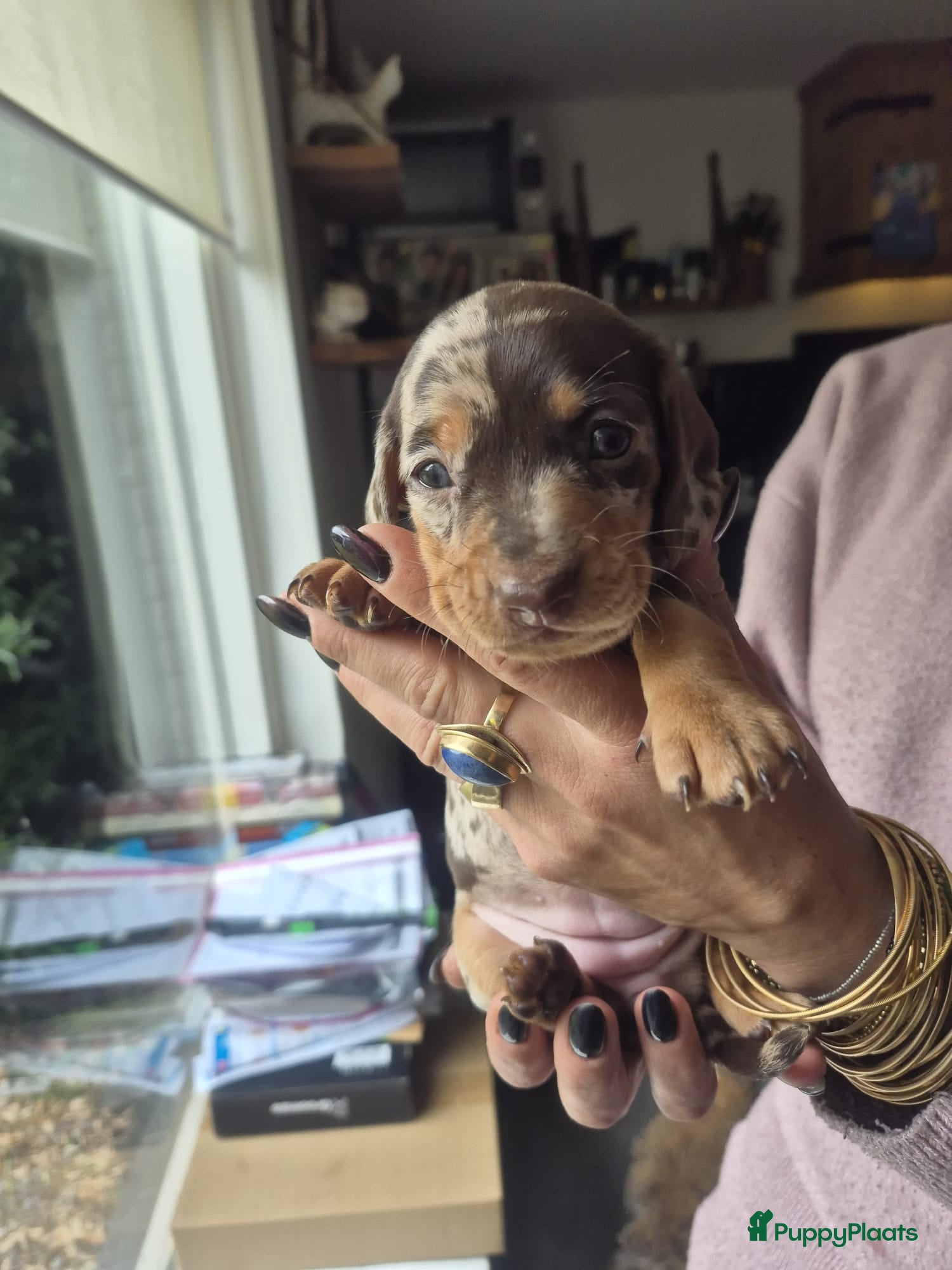 Teckel (korthaar)  honden ❤️ Prachtige, sociale, lieve dwergteckel pups ❤️ - Advertentie 2
