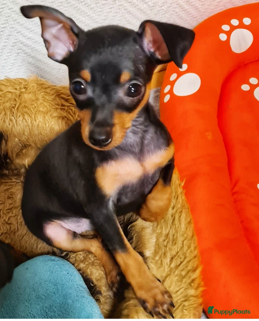 Praagse Rattler honden Praagse rattler Prazsky Krysavik  - Advertentie 1