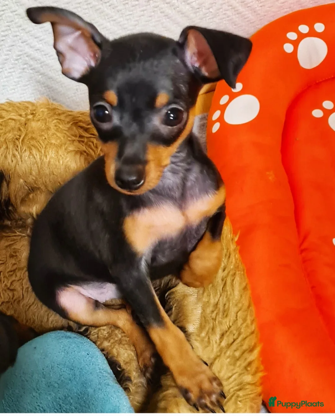 Praagse Rattler honden te koop: Praagse rattler Prazsky Krysavik  - Advertentie 1