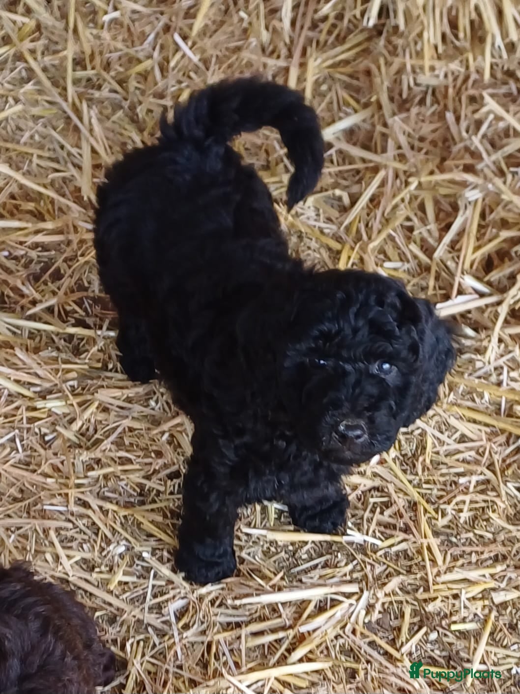 Labradoodle honden te koop: lieve zwarte Labradoodles  - Advertentie 3