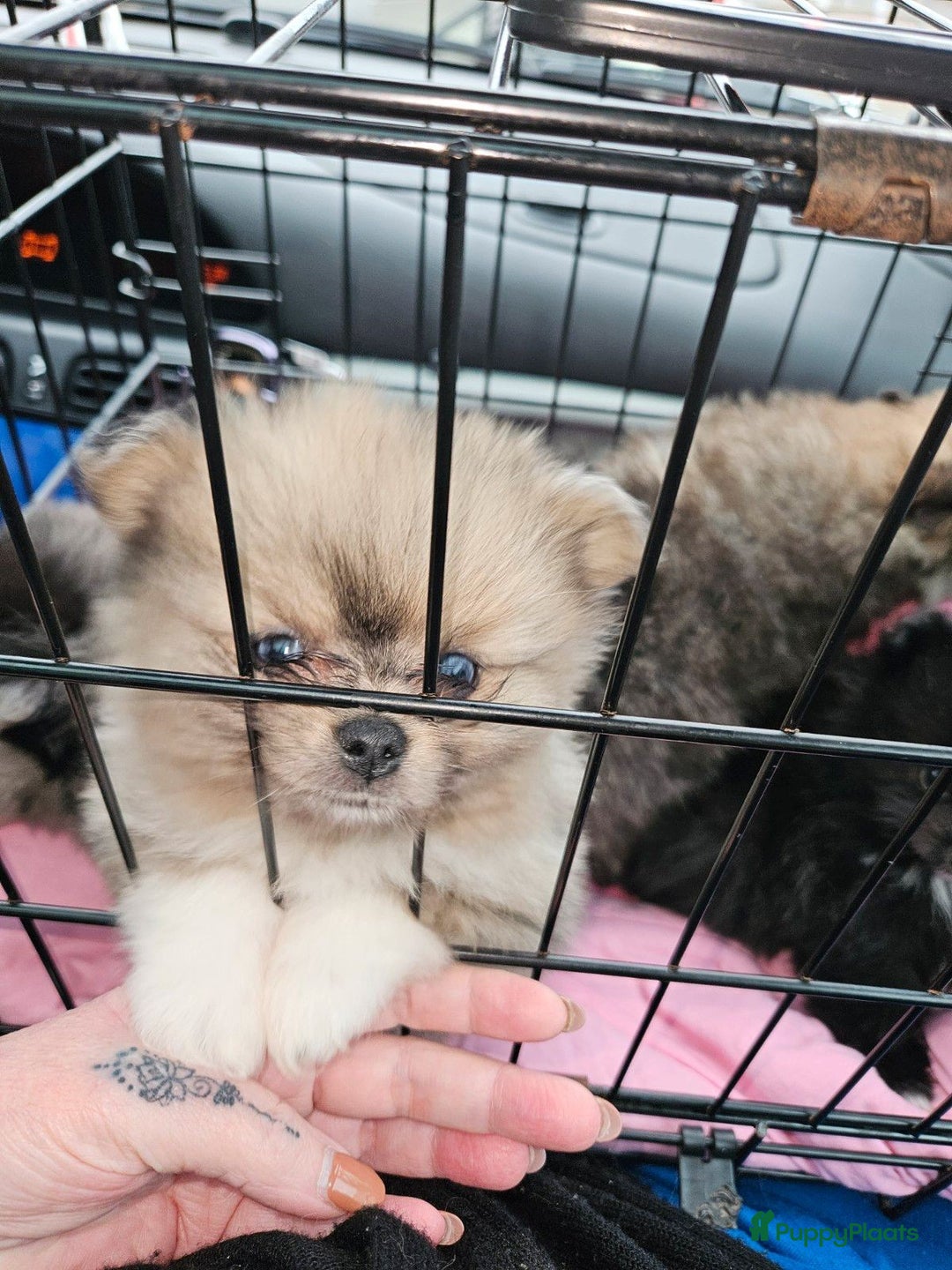 Pomeriaan honden te koop: mooie pomeriaan pups - Advertentie 6