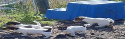 Jack Russel Terriër honden te koop: Zuiver gefokte JACK RUSSELTJES ruw + Broken + glad - Advertentie 4