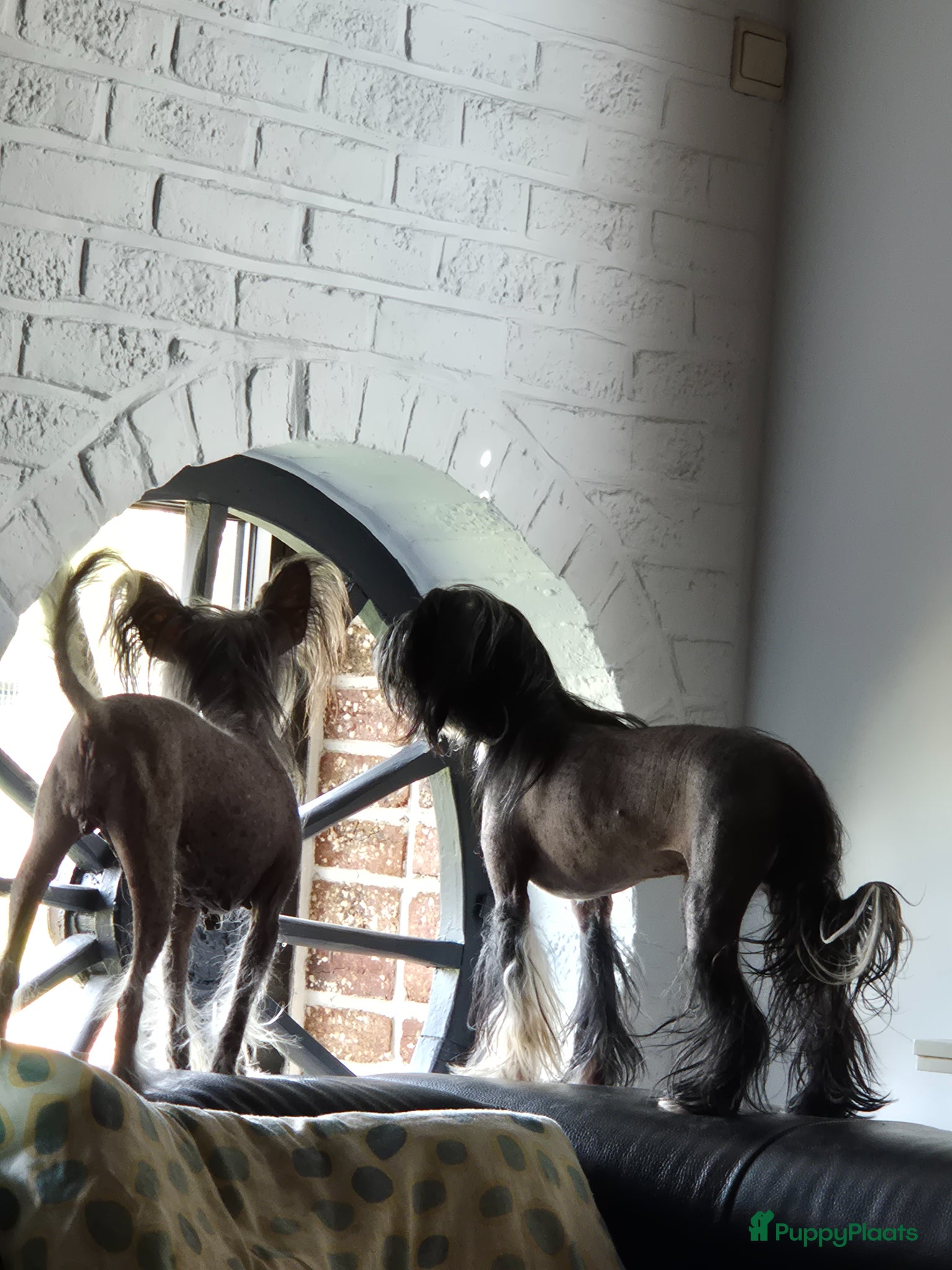 Chinese Naakthond honden 1 Chinese naakthond+ 1 powderpuff teefje - Advertentie 12