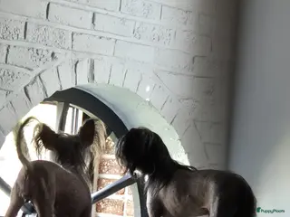 Chinese Naakthond honden 1 Chinese naakthond+ 1 powderpuff teefje - Advertentie 12