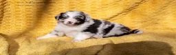 Australian Shepherd honden te koop: Raszuivere Australian shepherd pups te koop - Advertentie 5