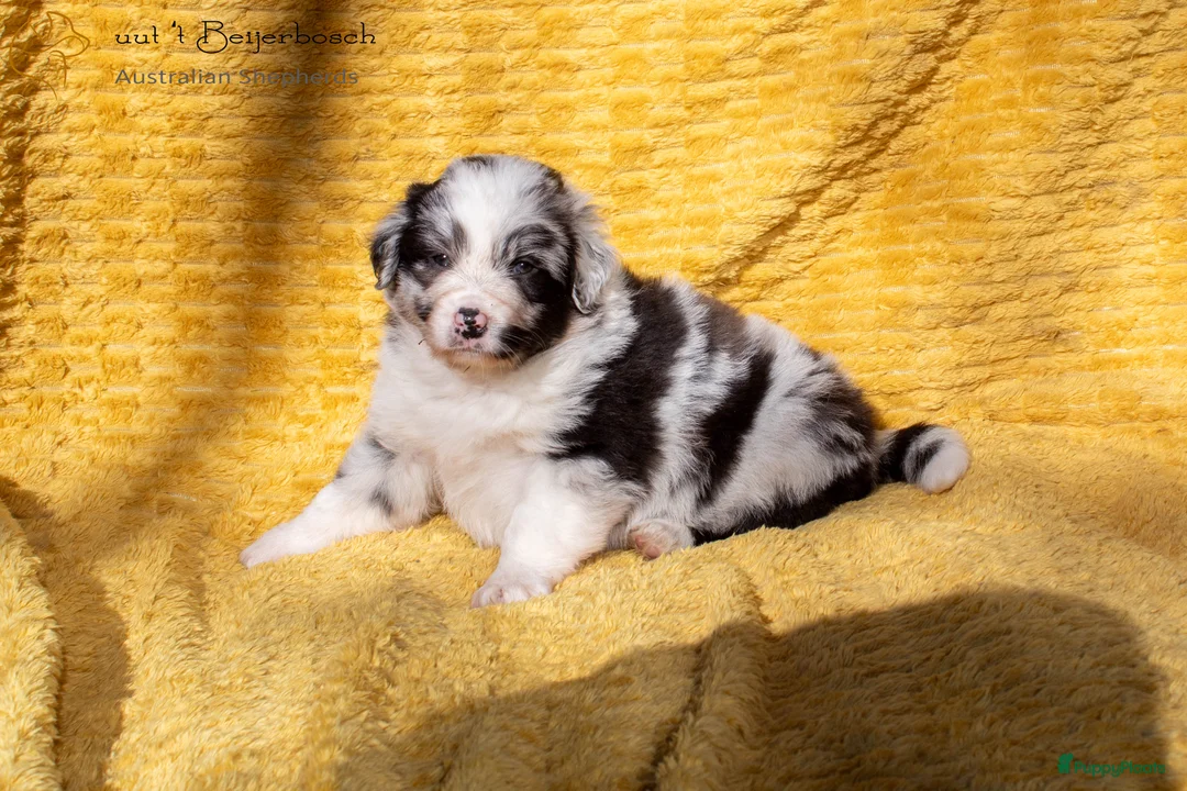 Australian Shepherd honden te koop: Raszuivere Australian shepherd pups te koop - Advertentie 5