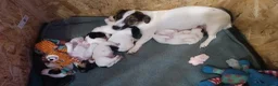 Jack Russel Terriër honden te koop: Lieve jack Russell pups te koop (2reutjes) - Advertentie 3