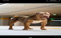 Amerikaanse Bully honden te koop: American Bully XL pups met ABKC stamboom - Afbeelding 16