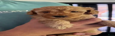 Labradoodle 2