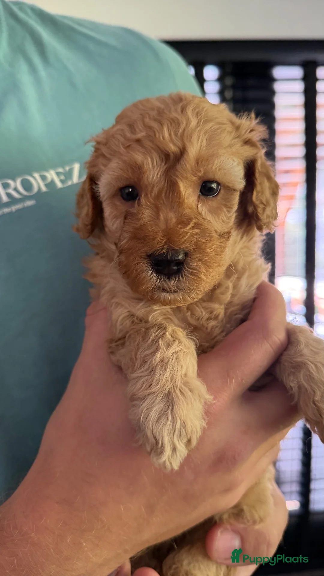 Labradoodle honden te koop: Nog 3 mooie reutjes zoeken een gouden mandje - Advertentie 2