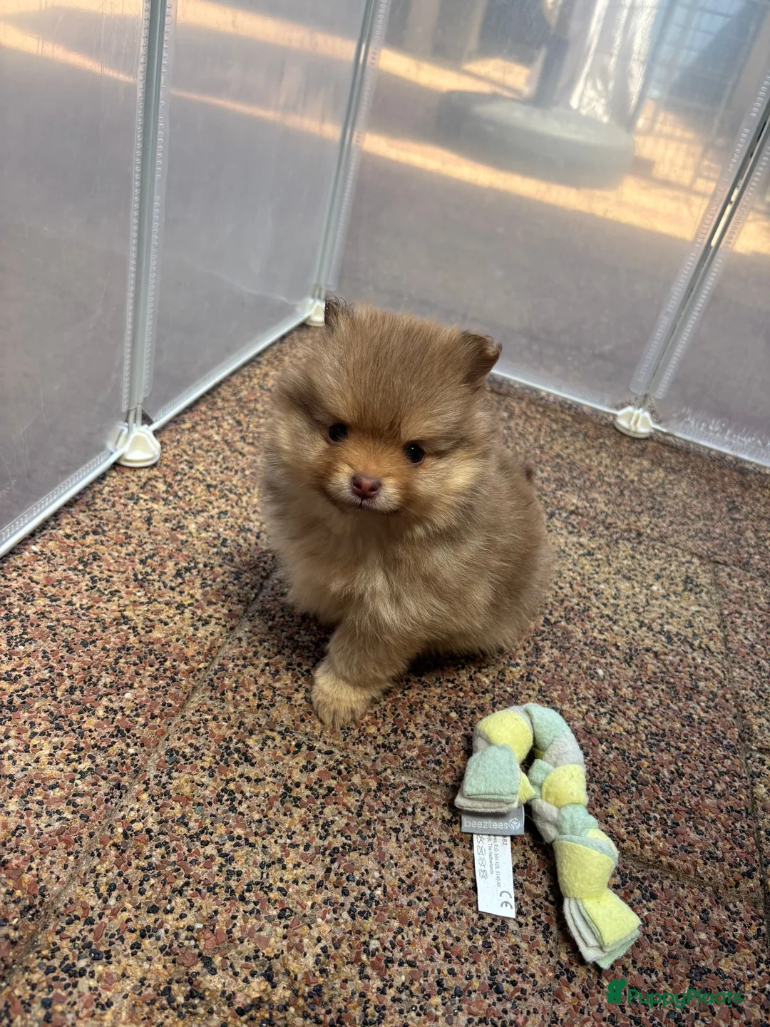 Pomeriaan honden te koop: Pomeriaan puppy’s  - Advertentie 2