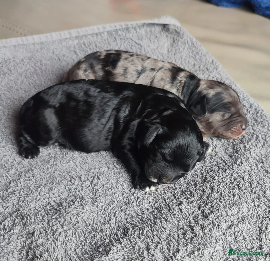 Cavapoo honden te koop: Cavapoo f1 pups - Advertentie 2