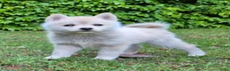 Kruising honden te koop: Pomsky x shiba inu (1/4) pups - Advertentie 8