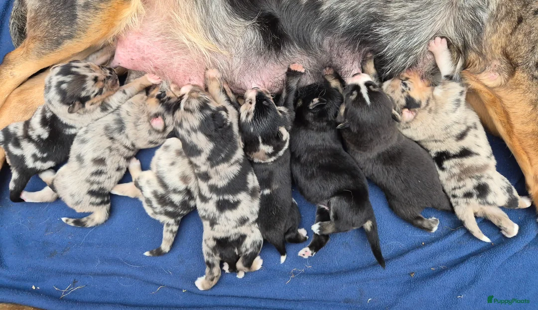 Kruising honden te koop: Australian shepherd x Pomsky (mini-aussie) - Advertentie 12