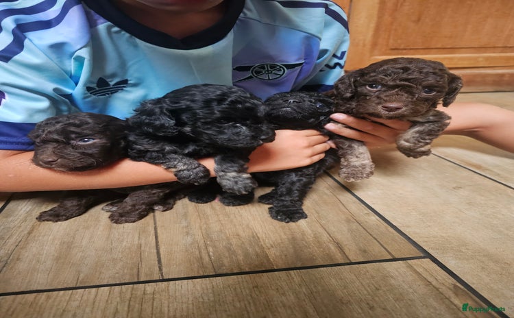 Poedel Toy honden - Advertentie 4