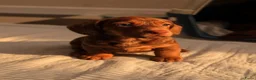 Teckel (korthaar)  honden te koop: Dwergteckel pups zoeken - Advertentie 3